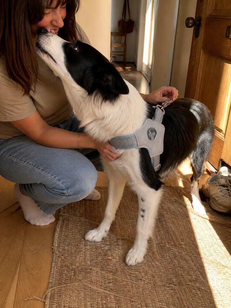 For Dogs