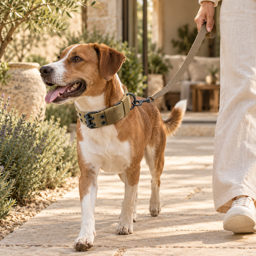 Brown nylon dog collar worn by a dog walking beside an adult on a sunlit garden path with a leash attached.