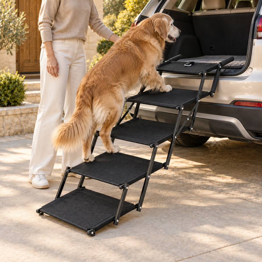 Golden retriever climbing black foldable dog stairs into the cargo area of a white SUV with its owner nearby