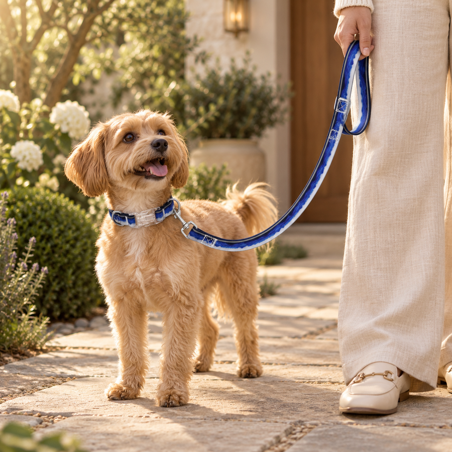 Small tan dog wearing a navy-and-white collar beside a person holding the matching leash outdoors