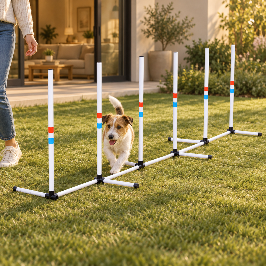 Small terrier weaving between six white poles on a linked ground base while an adult walks beside the set on a lawn.