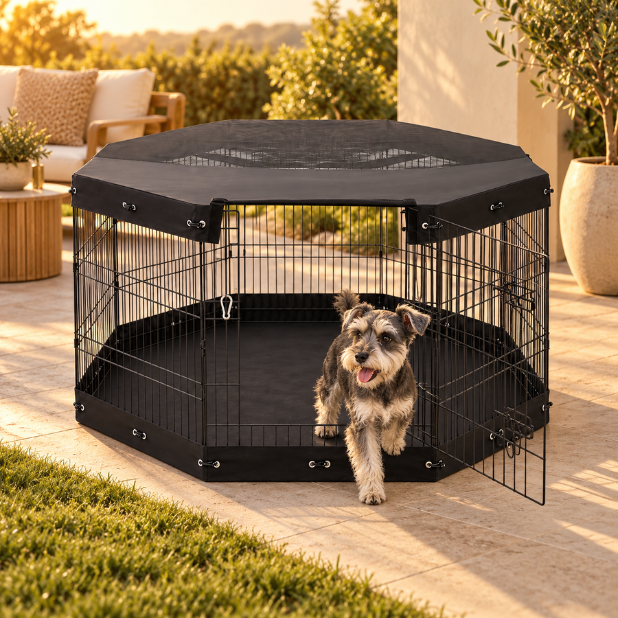 Small terrier walking out through the open door of a covered black metal dog playpen on a sunny patio