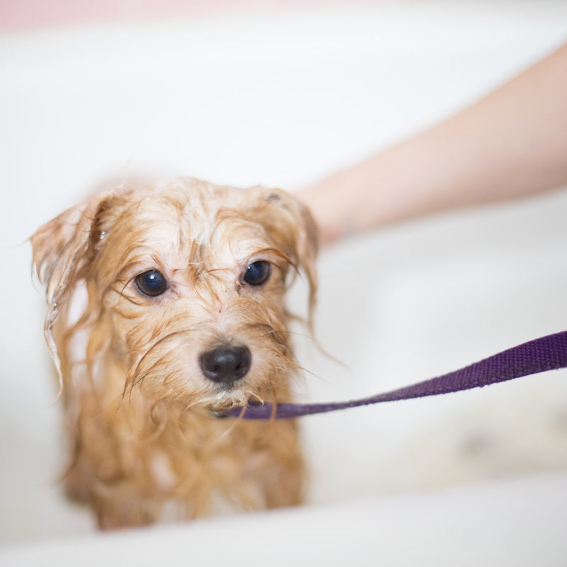 Orbly ScrubLove — Dog Bath Massage Brush